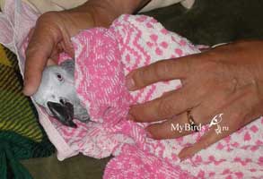 Фиксация птицы с помощью полотенца для осмотра